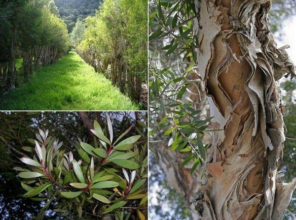 Масло чайного дерева для волос 30 мл. (Австралия)